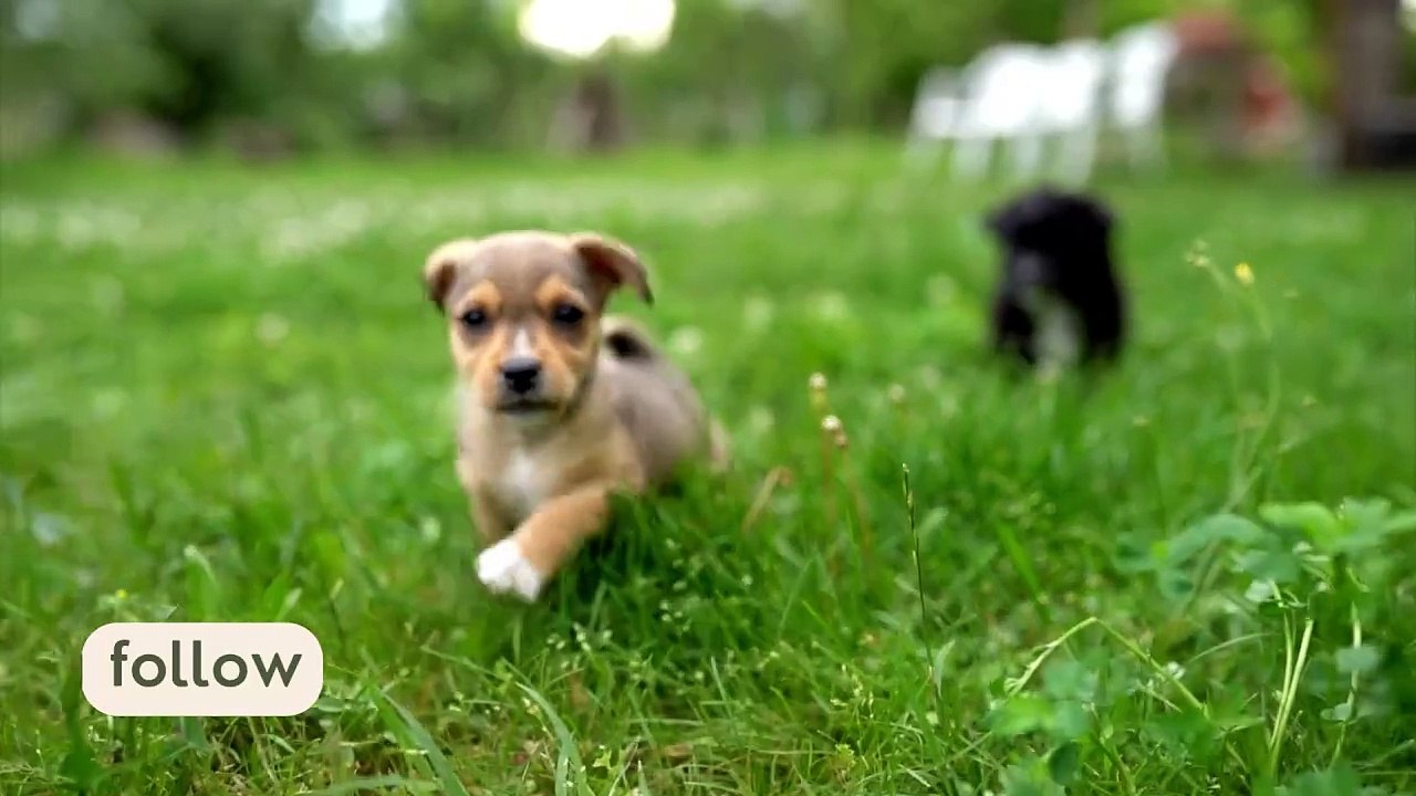 Cute Funny Puppy 02