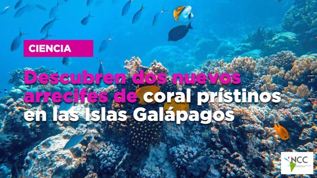 Descubren dos nuevos arrecifes de coral prístinos en las Islas Galápagos