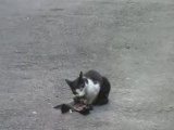 Pigeon mangé par un chat, Bird eaten by a cat