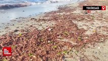 Tekirdağ kıyılarında etkili olan lodos, kıyılara kızıl yosun getirdi