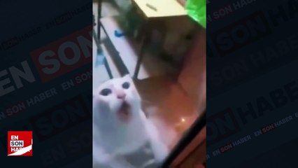 Fare yakalaması için eve alınan kedinin korku dolu anları