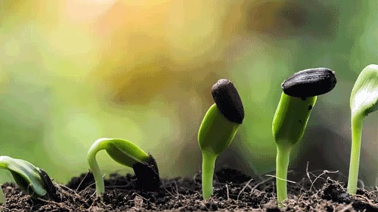 Vitro Fertilisation Training