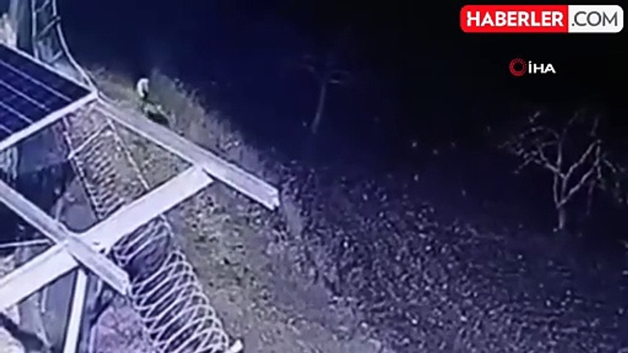 Nesli tükenme tehlikesi olan çizgili sırtlan böyle görüntülendi