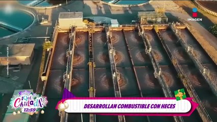 Desarrollan COMBUSTIBLE con heces: Una alternativa para reducir contaminación | Qué Chulada