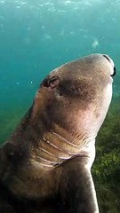 Shark Carries Egg In Mouth
