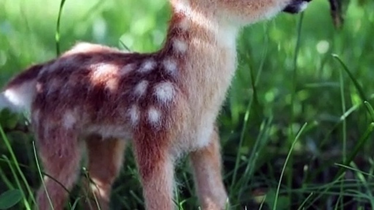 2. Cute animals! Cute animal videos - cute animals video compilation- cute baby animals