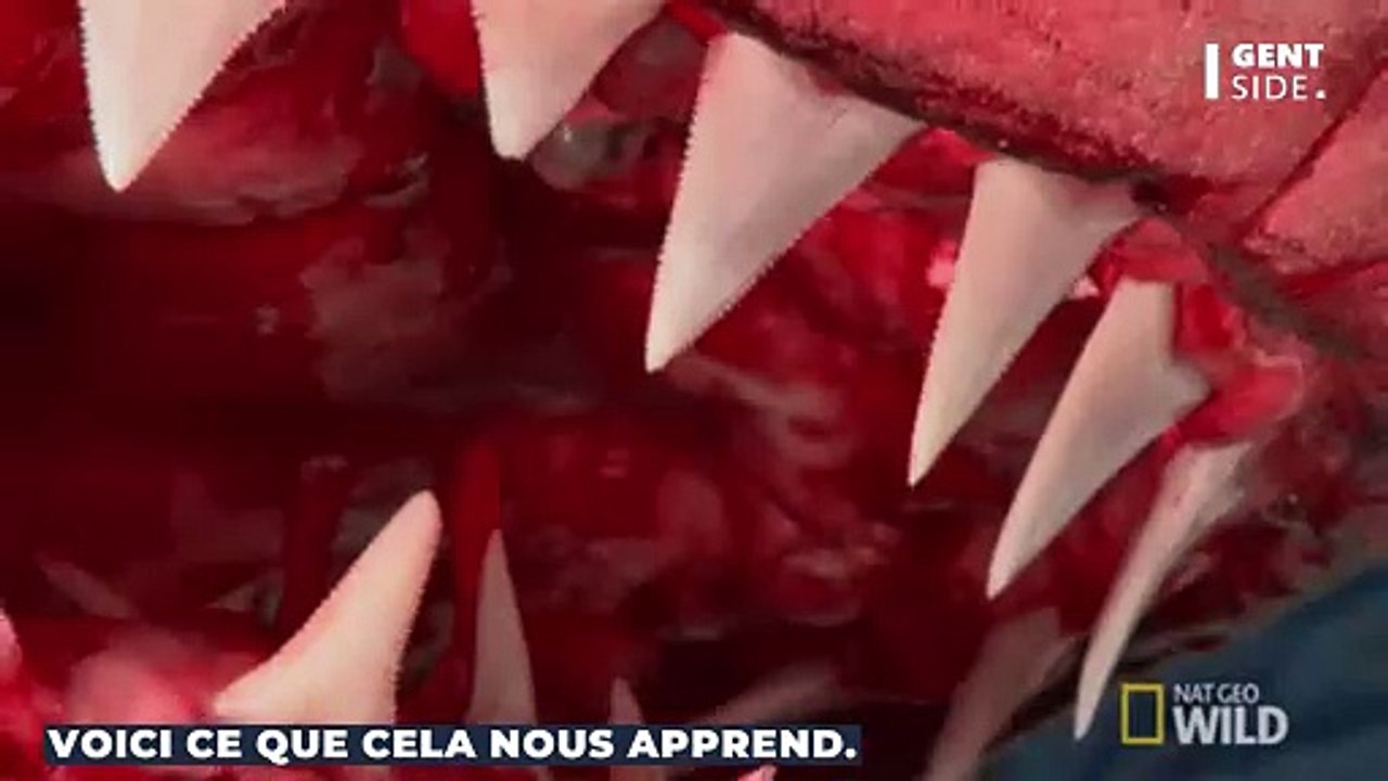 Découverte d’une dent de mégalodon à 3000 mètres sous la surface des océans