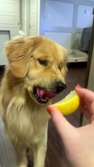Golden Has Love-Hate Relationships With Lemon