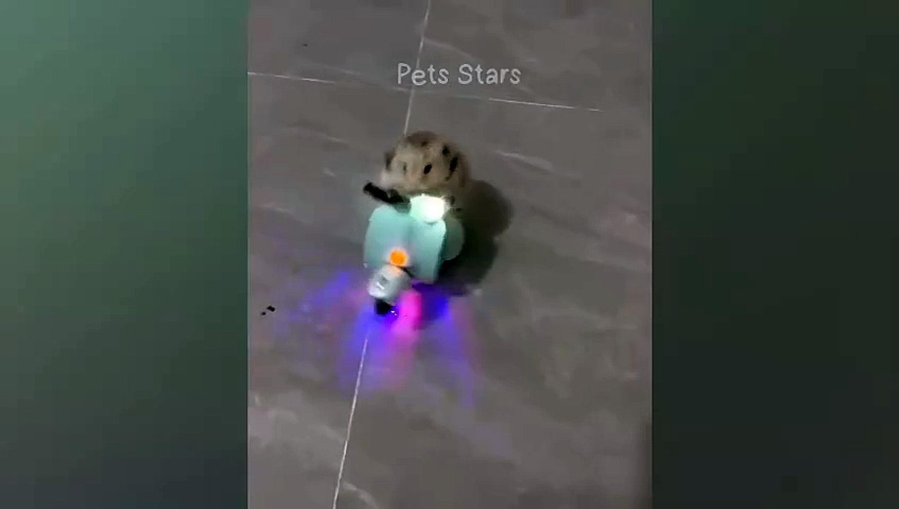 #ytshortsindia morsomt haha #comedys #babs #comedyshorts #cuteanimals #ytshortsindia​​​ #cutebaby #comdy #comedys #babs #comedyshorts #cuteanimalsytshortsindia #ytshortsindia 有趣哈哈 #cutebaby #comdycomedys #ba# Comedyshorts #cuteanimals#ytshortsindia#ytsh58