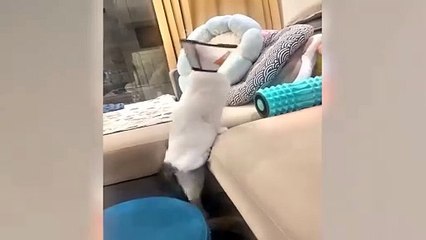 #ytshortsindia morsomt haha #comedys #babs #comedyshorts #cuteanimals #ytshortsindia​​​ #cutebaby #comdy #comedys #babs #comedyshorts #cuteanimalsytshortsindia #ytshortsindia 有趣哈哈 #cutebaby #comdycomedys #ba# Comedyshorts #cuteanimals#ytshortsindia#ytshor