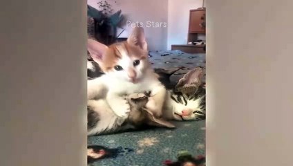 #ytshortsindia morsomt haha #comedys #babs #comedyshorts #cuteanimals #ytshortsindia​​​ #cutebaby #comdy #comedys #babs #comedyshorts #cuteanimalsytshortsindia #ytshortsindia 有趣哈哈 #cutebaby #comdycomedys #ba# Comedyshorts #cuteanimals#ytshortsindia#ytshor