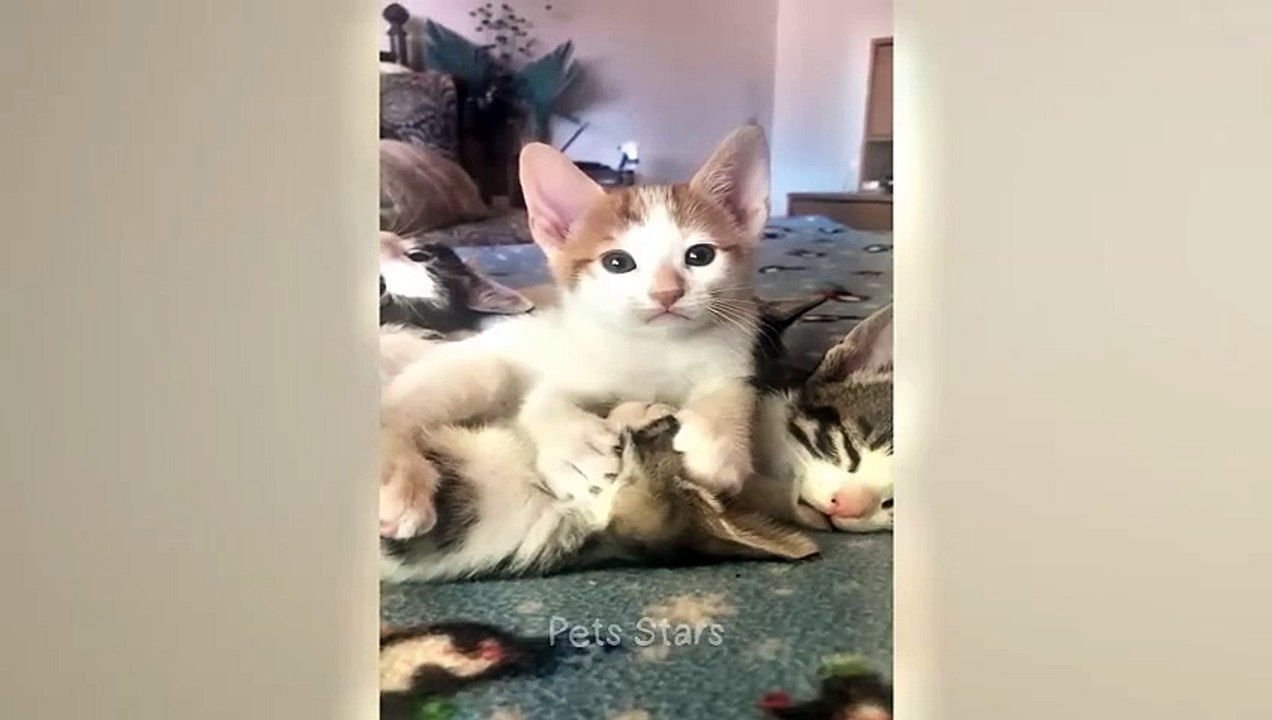 #ytshortsindia morsomt haha #comedys #babs #comedyshorts #cuteanimals #ytshortsindia​​​ #cutebaby #comdy #comedys #babs #comedyshorts #cuteanimalsytshortsindia #ytshortsindia 有趣哈哈 #cutebaby #comdycomedys #ba# Comedyshorts #cuteanimals#ytshortsindia#ytshor