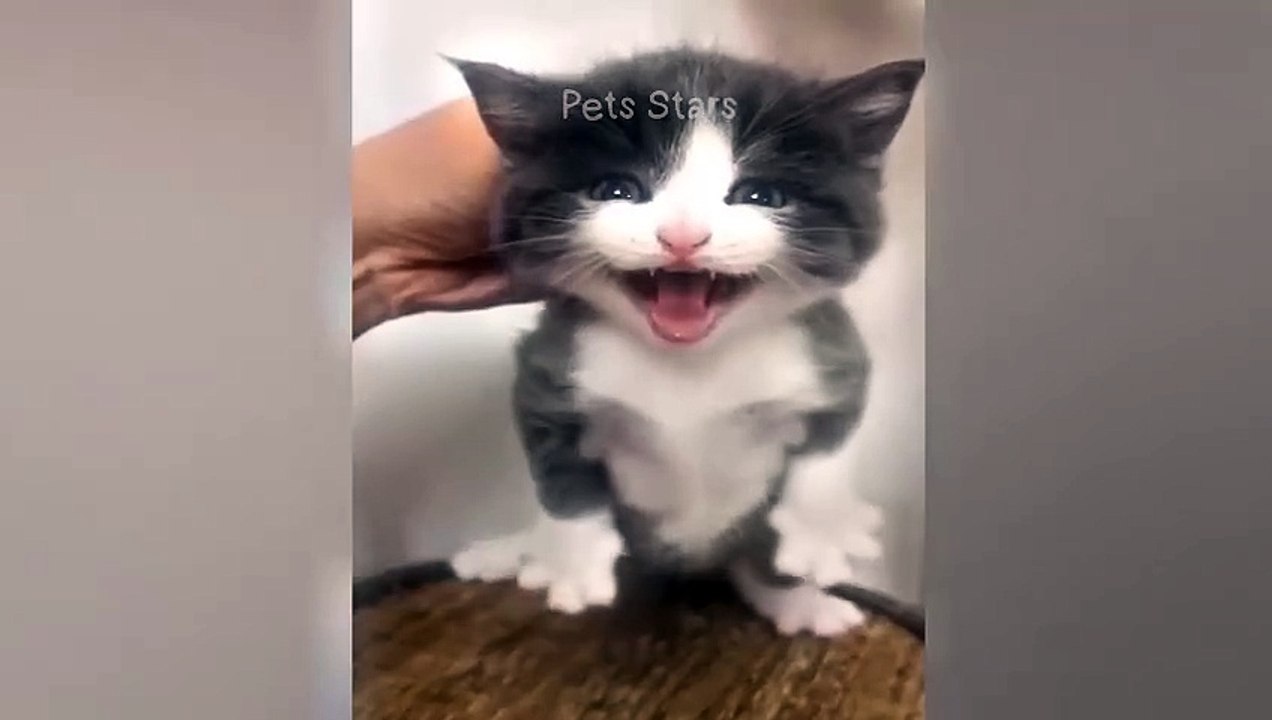 CD8#ytshortsindia morsomt haha #comedys #babs #comedyshorts #cuteanimals #ytshortsindia​​​ #cutebaby #comdy #comedys #babs #comedyshorts #cuteanimalsytshortsindia #ytshortsindia 有趣哈哈 #cutebaby #comdycomedys #ba# Comedyshorts #cuteanimals#ytshortsindia#yts