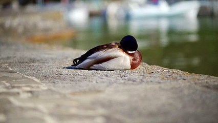 duck bird lake animals