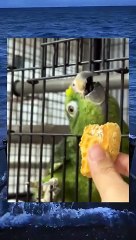 makan makan