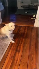 كلب مسترخي وسكران يدفع صاحبته لتعزيز السلامة في المنزل