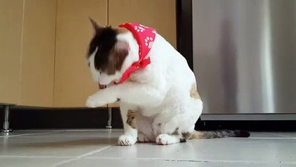cute cat fanny cat