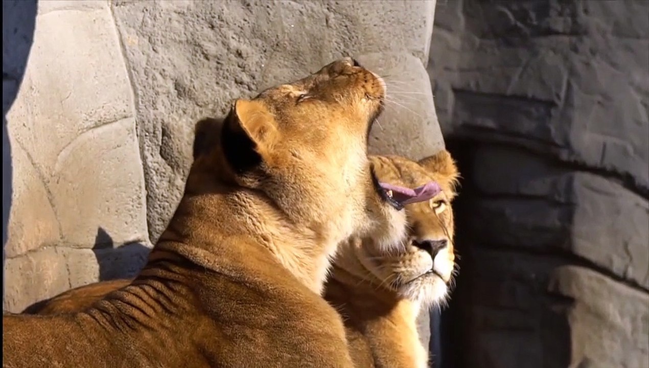 lion hagenback yawning
