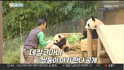 [생생갤러리] '데칼코마니'…쌍둥이 아기 판다 공개 外