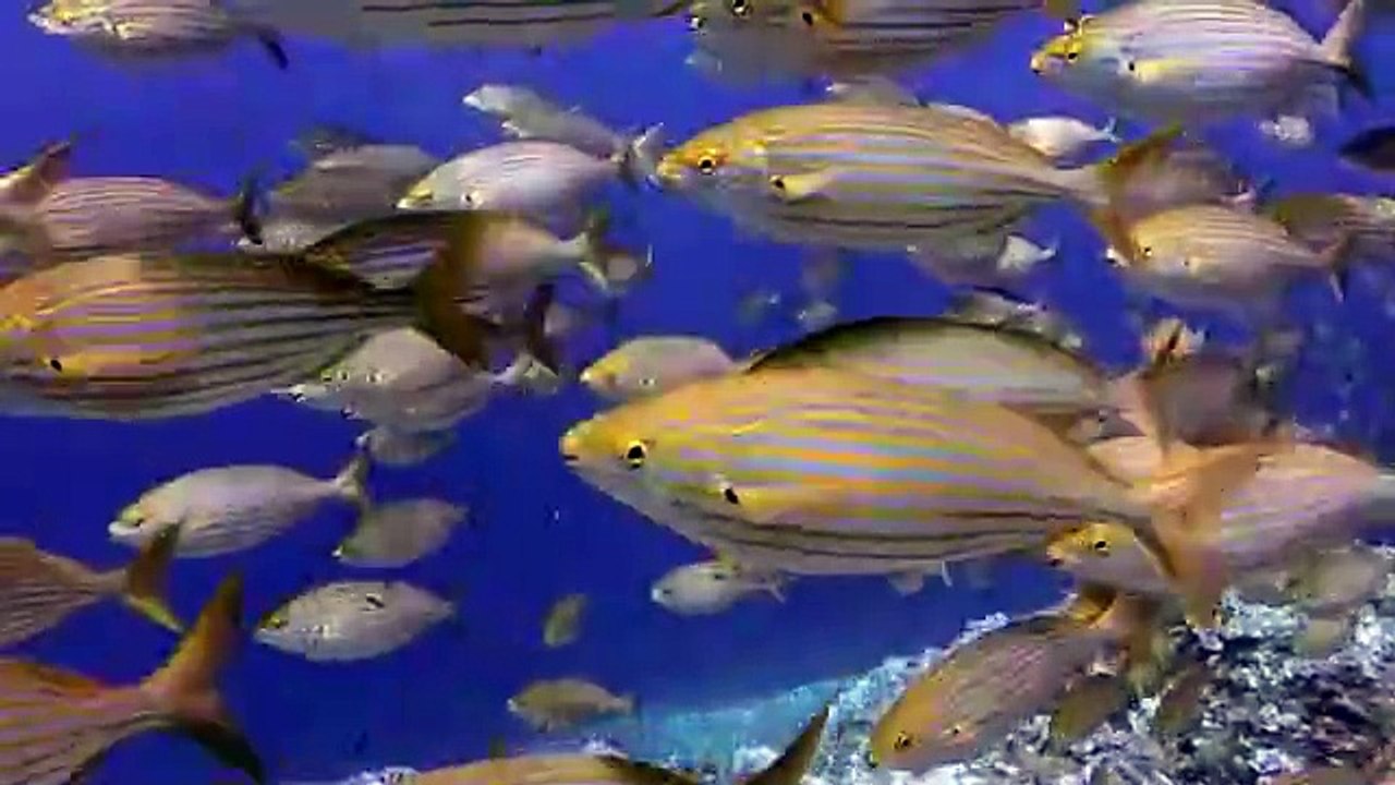 diving scuba diving underwater fish