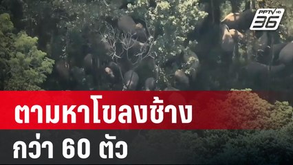 อช.ทับลาน ตามหาโขลงช้างกว่า 60 ตัว | เที่ยงทันข่าว | 6 ม.ค. 67
