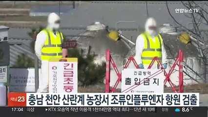 충남 천안 산란계 농장서 조류인플루엔자 항원 검출