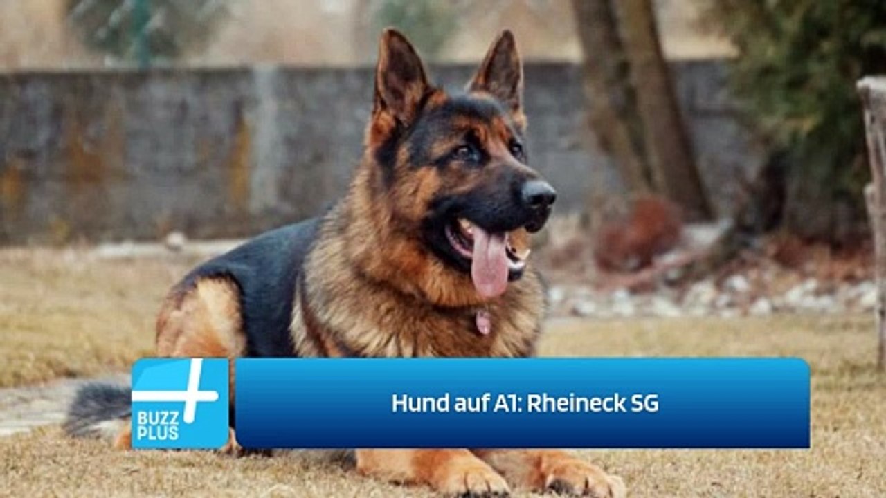 Hund auf A1: Rheineck SG