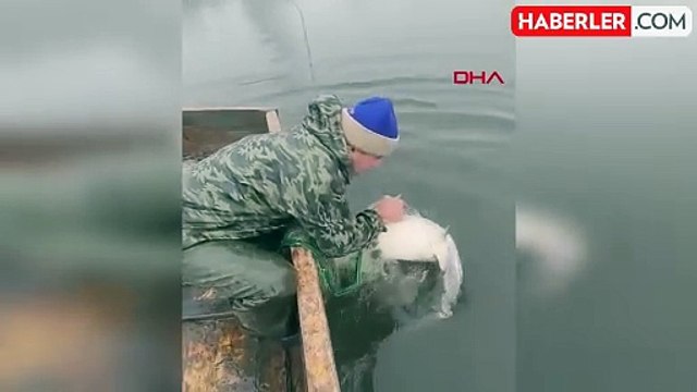 Dev yayın balıkları Meriç Nehri'nde ağlara takıldı