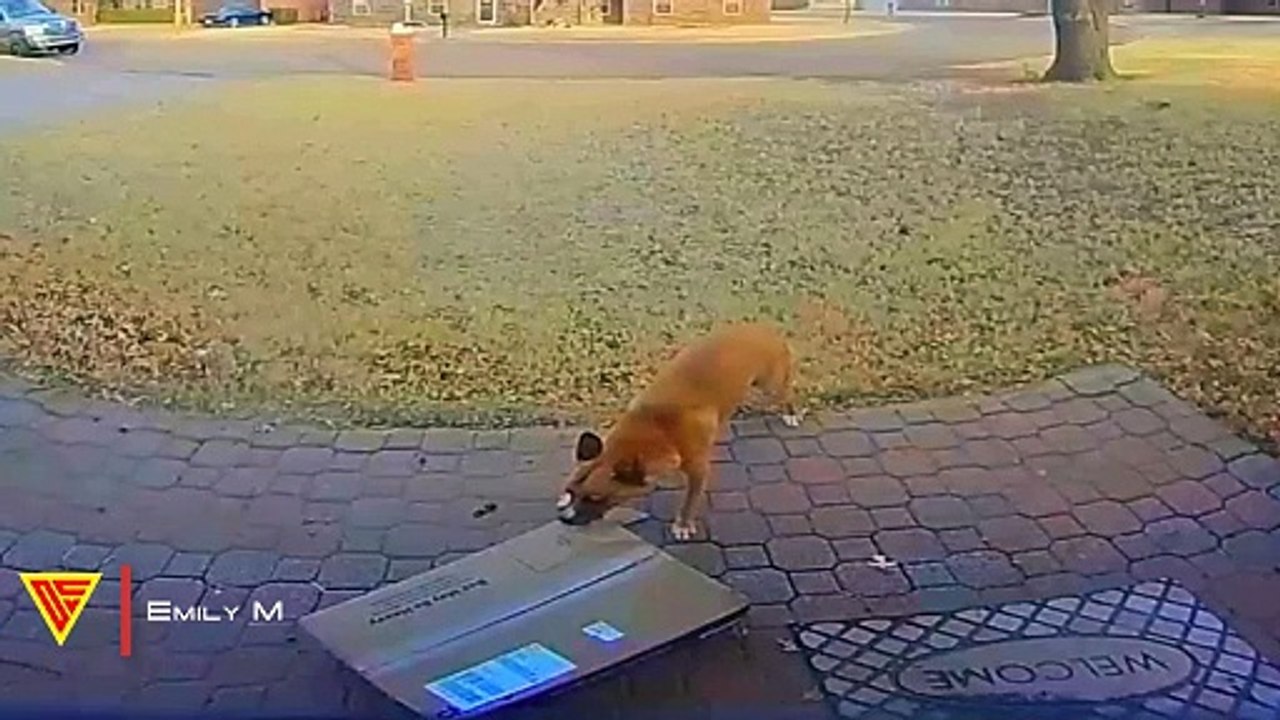 Pooch Pirate Dog Steals Neighbor's Chewy Box Caught on Vivint Doorbell | Doorbell Camera Video