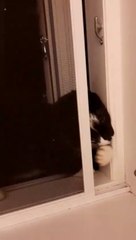 Moritz kommt durch das Fenster um Leckelis zu bekommen