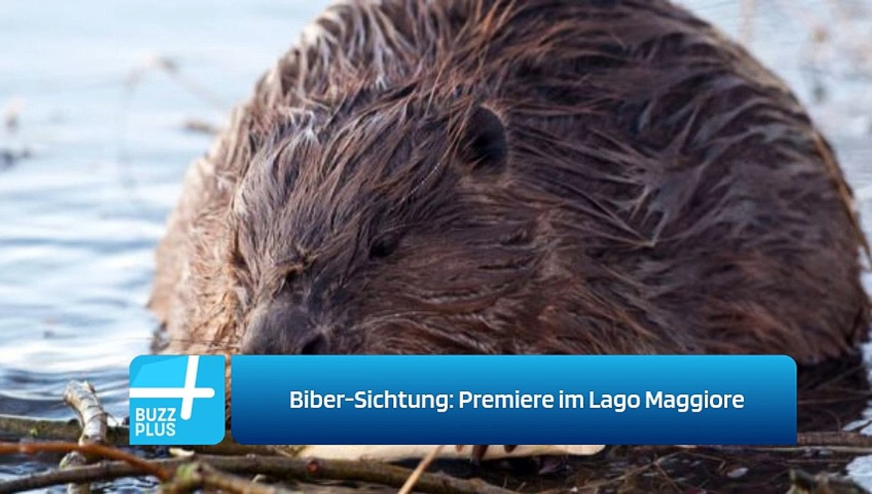 Biber-Sichtung: Premiere im Lago Maggiore
