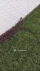 Moradora encontra cobra jararaca na piscina de casa, em Tijucas
