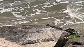 Suposto tubarão aparece em praia do litoral de Santa Catarina
