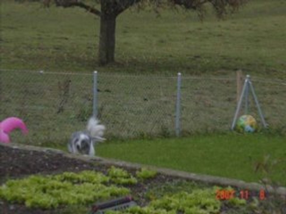 hommage kiss par titi