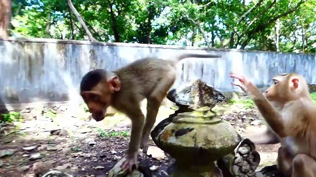 Oh how poor you are!, Baby Sada is fully hungry, and when cameraman give, he run full speed (720p_25fps_H264-192kbit_AAC)