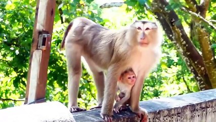 Oh my heart is full of breaking!, Seeing mother Molia strongly bite Monaco, look so pity (720p_30fps_H264-192kbit_AAC)