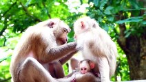 Oh no lady!, young mommy Moly pulls cutie baby Money tightly from old female monkey (720p_25fps_H264-192kbit_AAC)