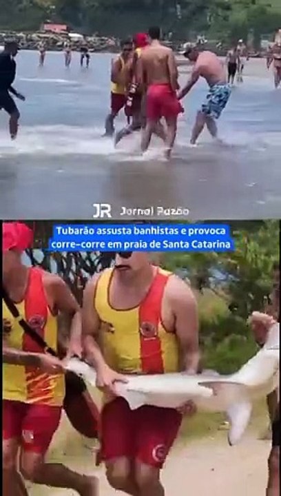 Tubarão provoca susto e correria em praia de Santa Catarina
