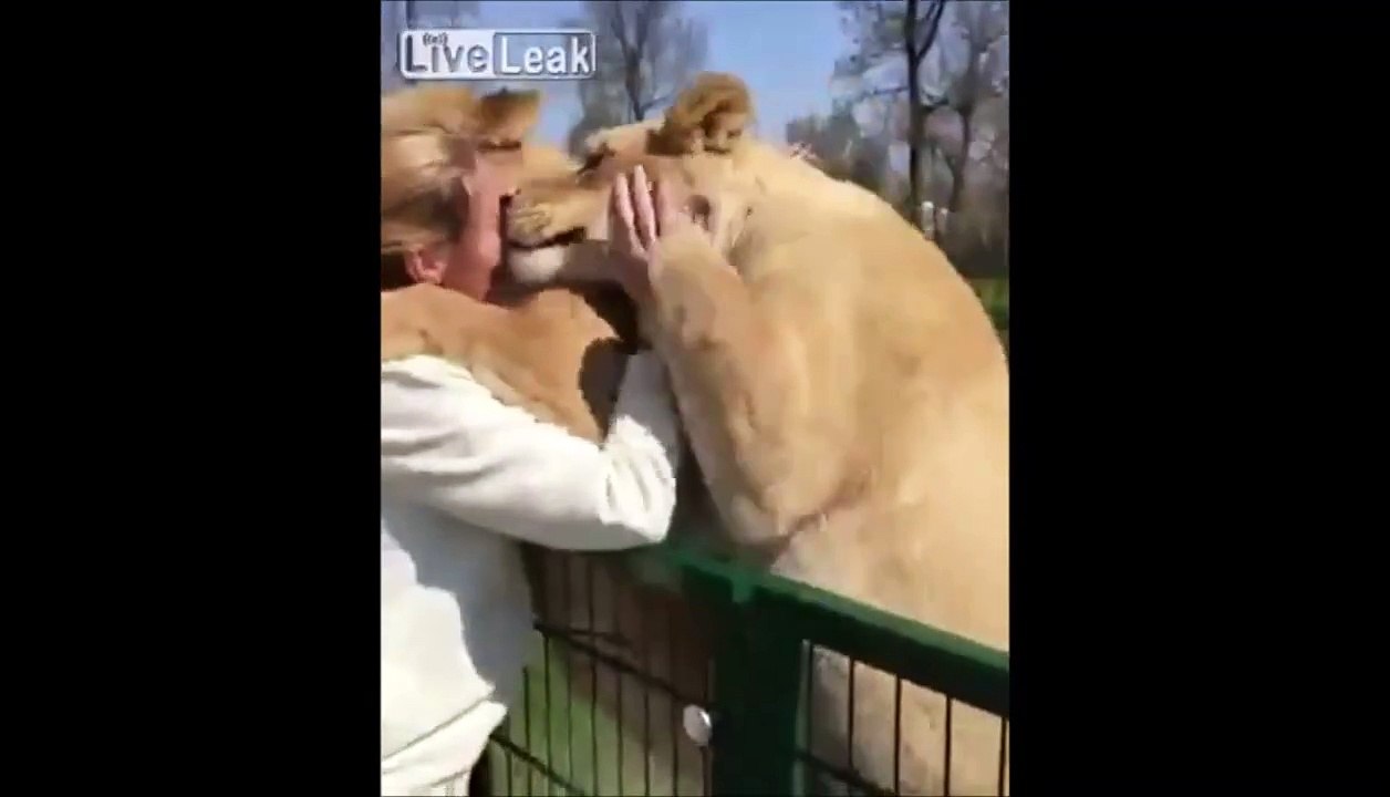 Ces 2 lions retrouvent leur dresseur après 7 ans de séparation