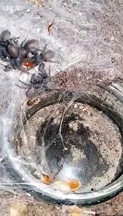 Cette araignée géante avec ses bébé va vous terrifier... Mygale magnifique