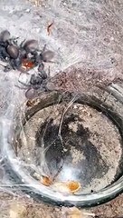 Cette araignée géante avec ses bébé va vous terrifier... Mygale magnifique