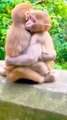Funny Baby Mankey, Viral Shorts, Viral Mankey Video, Animals, Shorts Animals, Trending Video, Viral Video #LangooarVideo#Mankeyvideo#Bandar#Animalsvideo