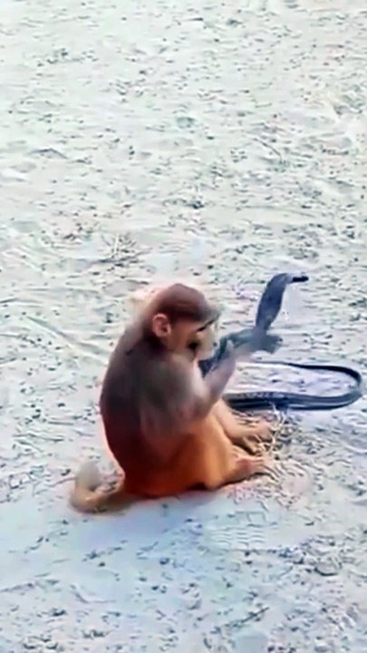 Mankey And Snake Fight, Mankey Video, Bandar Video, Langoor Video, New Video, Hindi Video,#Animals#Mankey