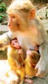 Cute Baby Mankey Short, Mankey Video, Animals Video, Hindi Video #Animals#Funnyanimals#Mankey
