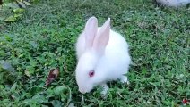 baby Rabbit eating and playing in the grassland | Animals and Beautiful Nature |