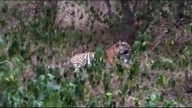 बाघ-बाघिन को देख पर्यटक हुए गदगद,,, देखें वीडियो