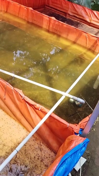 Langsung diberi pasta setelah melakukan pergantian air kolam