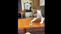 Best videos funny animals -funny cats and dogs videos  2024