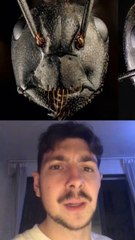 La photo choquante d’une fourmi vue au microscope…