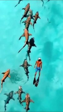 Drone captures swimmer gliding alongside nurse sharks in Maldives waters